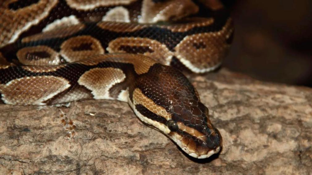 Escucharon ruidos en el techo de su casa y eran dos pitones el